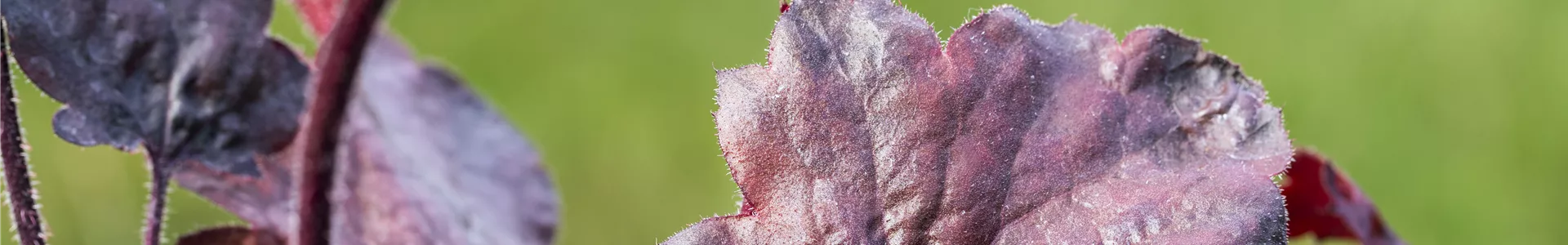 Silberglöckchen - Einpflanzen im Garten (thumbnail).jpg