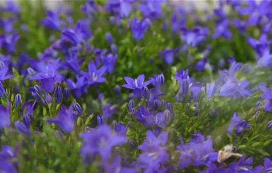 Glockenblume - Einpflanzen in den Garten