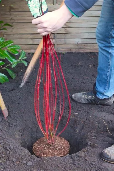 Hartriegel - Einpflanzen im Garten