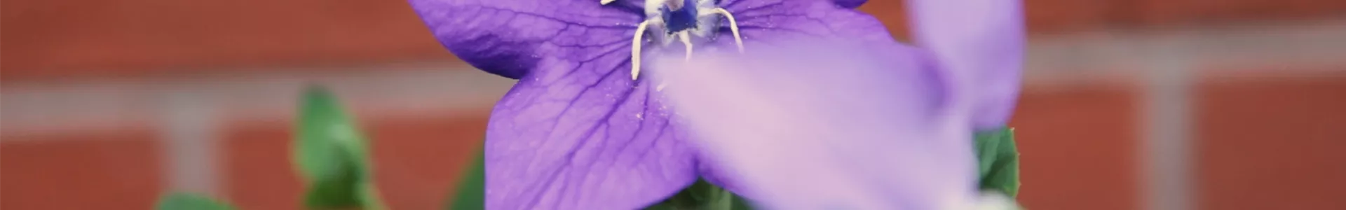 Ballonblume - Einpflanzen im Garten (Thumbnail).jpg