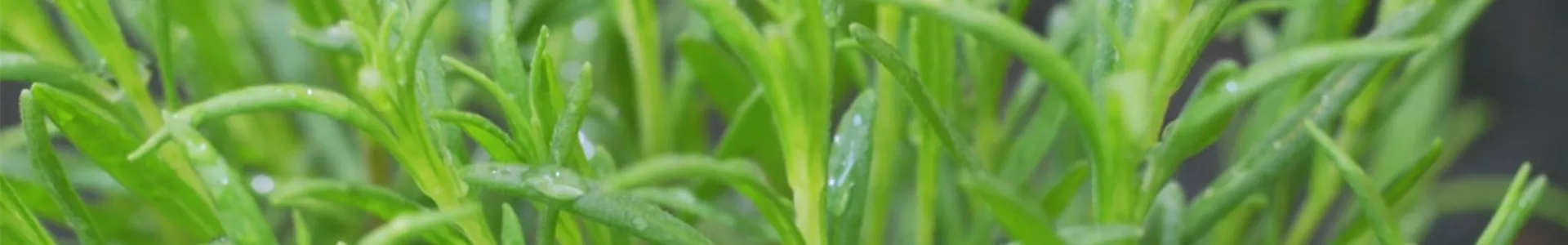 Lavendel - Einpflanzen im Garten (thumbnail).jpg