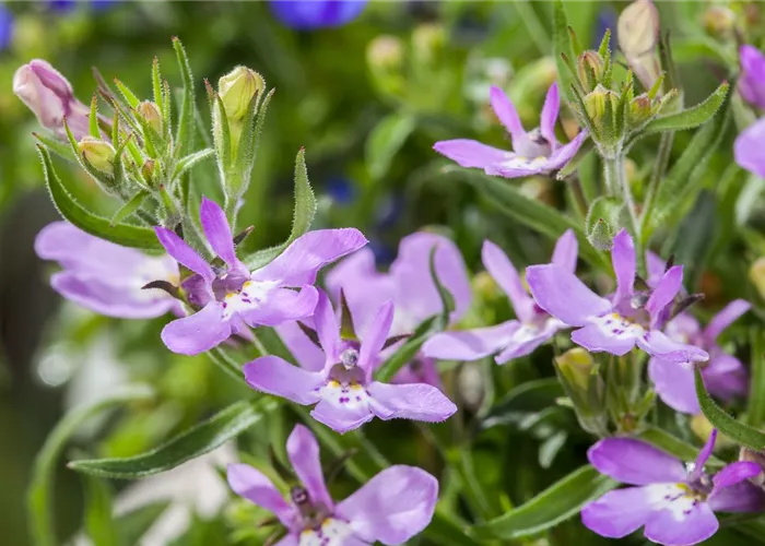 Männertreu – eine gefährliche Sommerliebe mit besonderen Blüten