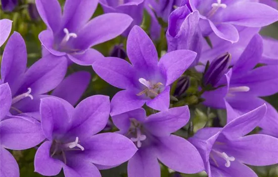 Die Glockenblume als perfekter Nachbar im Garten