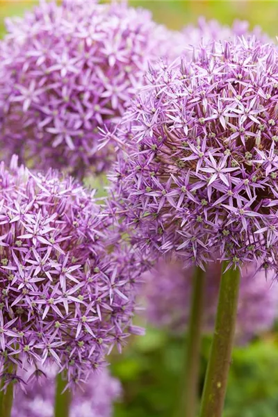 Allium – eleganter Zierlauch