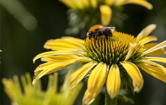 Gemüse blühen lassen als Insektenweide