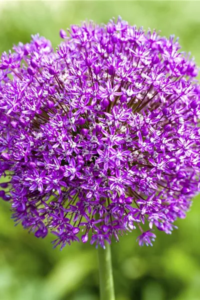 Allium macleanii 'Globemaster'