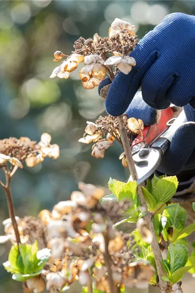 Alte Blütenstände machen Platz für neue Blüten