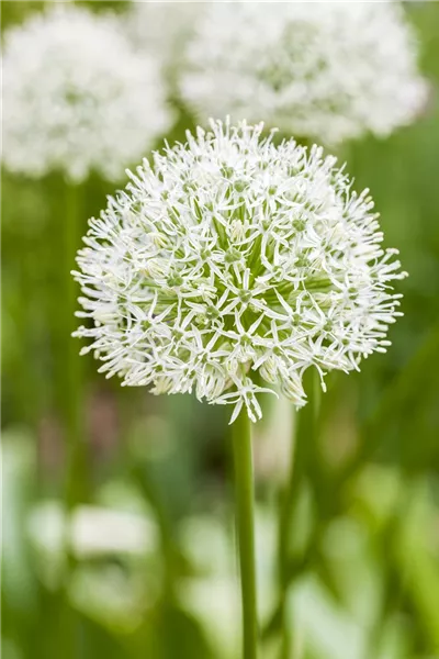 Allium stipitatum 'Mount Everest'