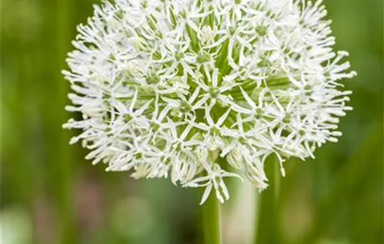 Allium stipitatum 'Mount Everest'