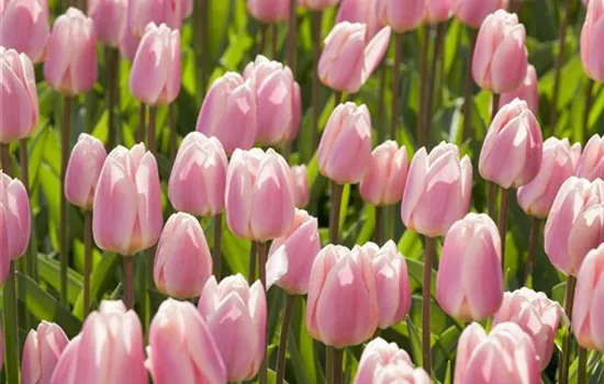 Triumph-Tulpen pflanzen – Farbenspiel im Blumenbeet