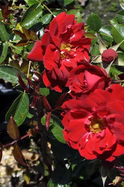 Rosa 'Mainaufeuer'