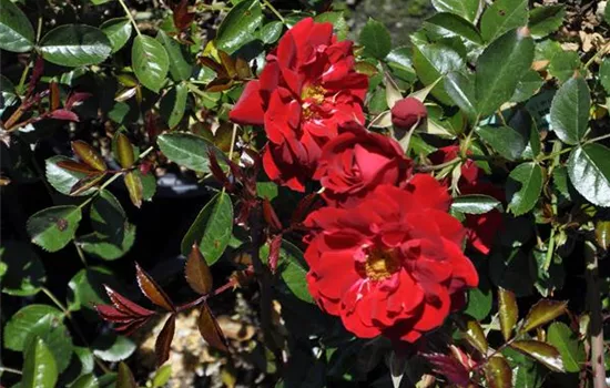 Rosa 'Mainaufeuer'