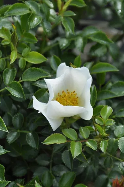 Rosa 'Sonnenröschen'