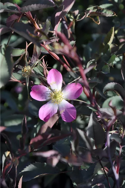 Rosa glauca 