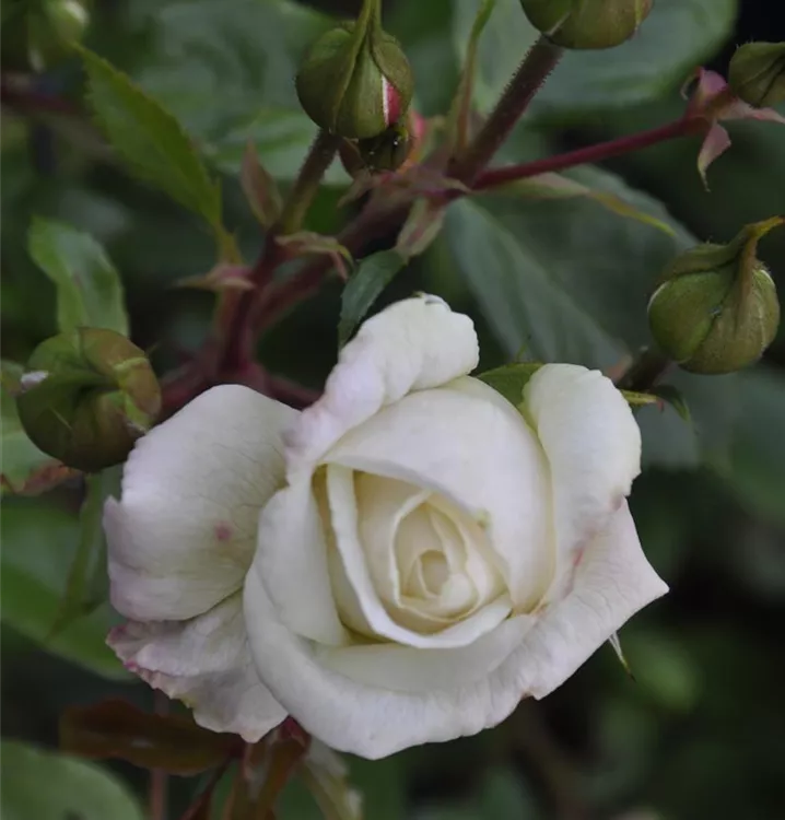 Kletterrose 'Alaska'