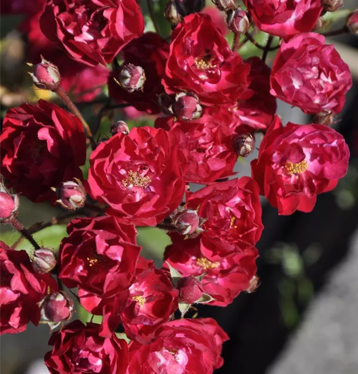 Flächendeckerrose 'Alberich'®