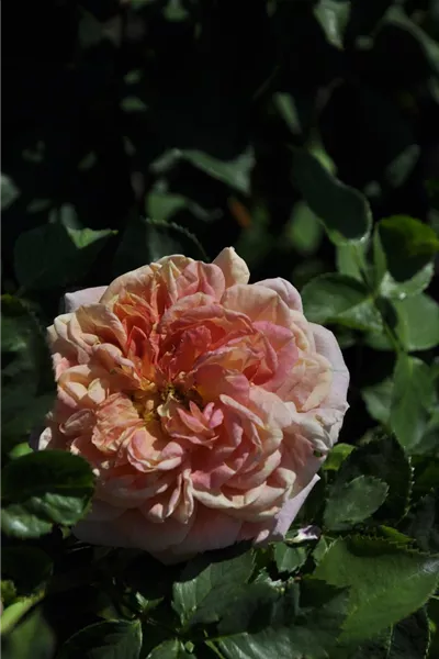 Rosa 'Alchymist'