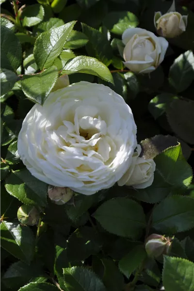 Rosa 'Artemis'