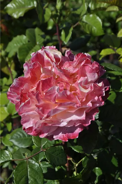 Rosa 'Augusta Luise'