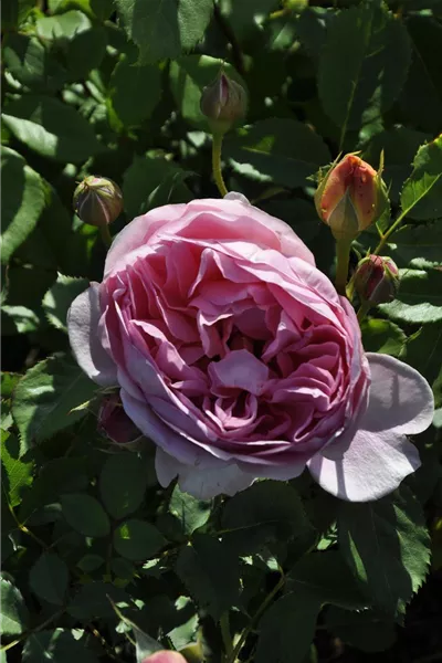 Rosa 'Boscobel'