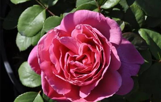 Rosa 'Elbflorenz'