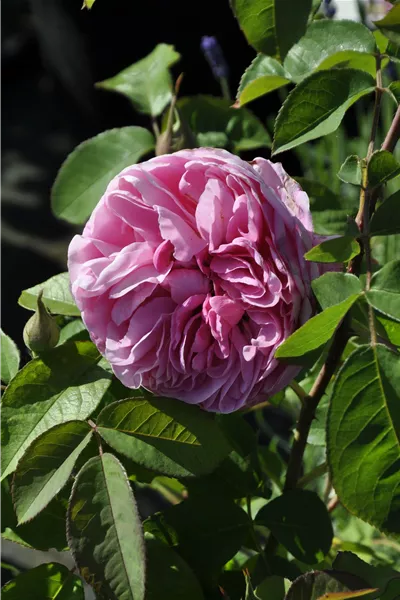 Rosa 'Gertrude Jekyll'