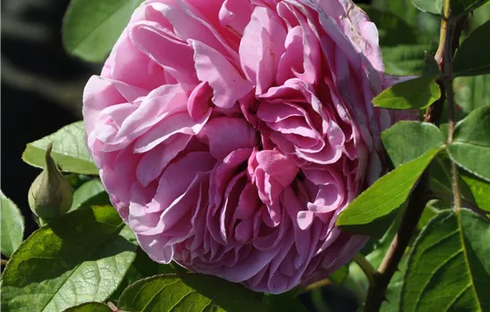 Rosa 'Gertrude Jekyll'