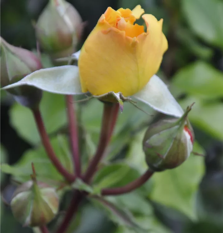 Rosa 'Goldelse'