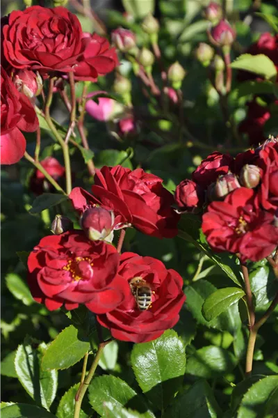 Rosa 'Gärtnerfreude' 