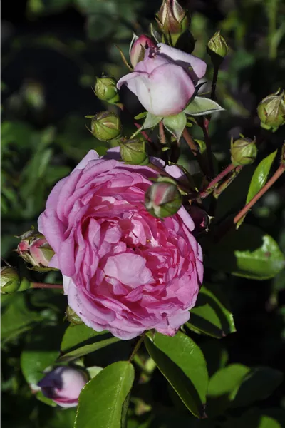 Rosa 'Jasmina'