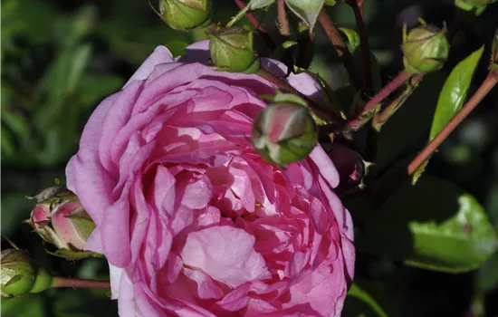 Rosa 'Jasmina'