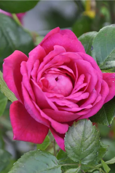 Rosa 'Laguna'