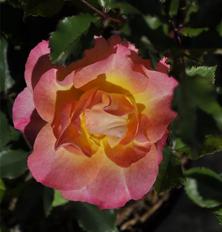 Rosa 'LandLust'