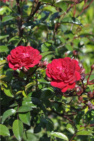 Rosa 'Momo' 