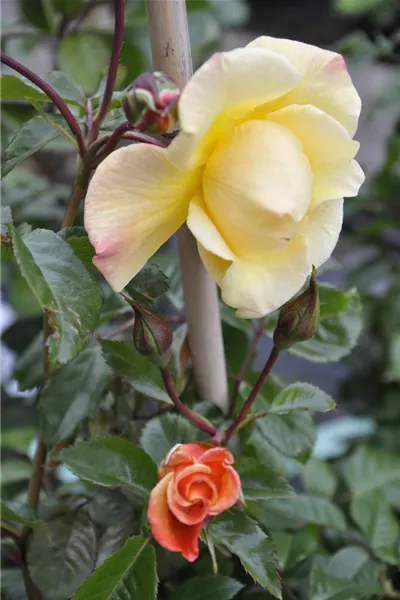 Rosa 'Moonlight'