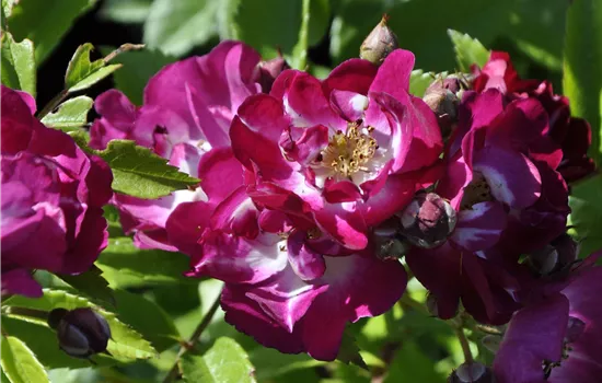 Rosa 'Perennial Blue'