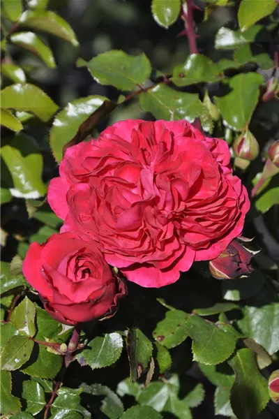 Rosa 'Red Leonardo da Vinci' 