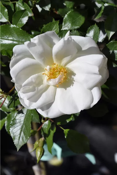 Rosa 'Schneeflocke'