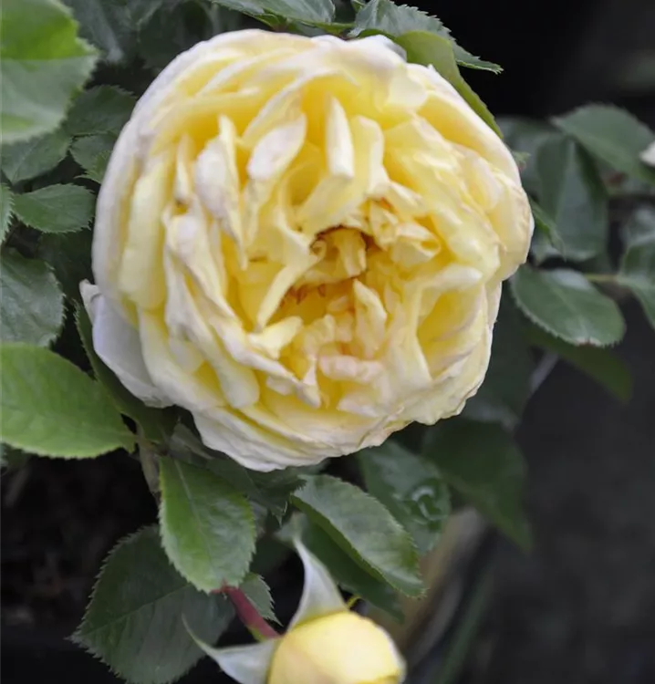 Rosa 'Shining Light'