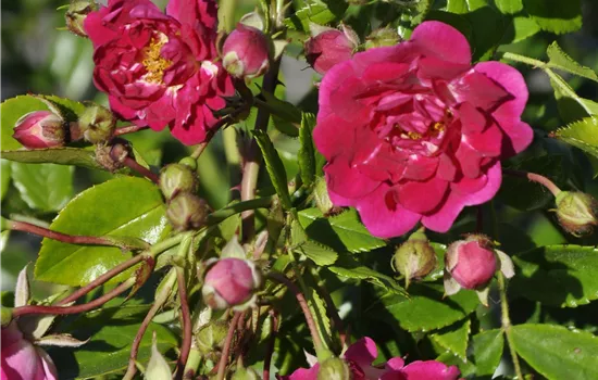 Rosa 'Super Excelsa'