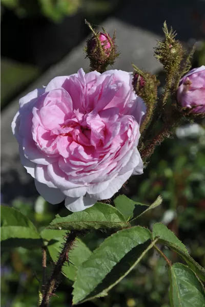 Rosa centifolia muscosa