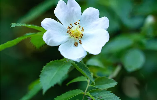 Rosa multiflora