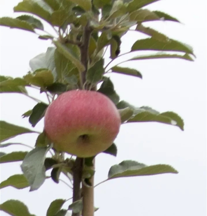 Apfel 'Idared'