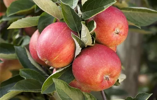 Malus 'Braeburn' 