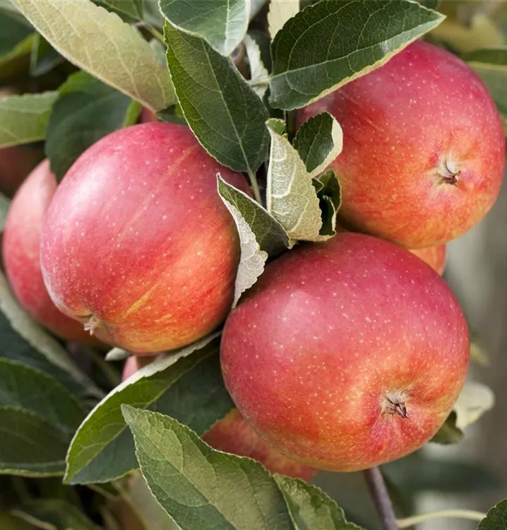 Apfel 'Braeburn'