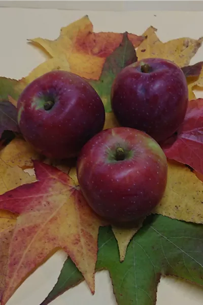 Malus 'Berner Rosenapfel' 