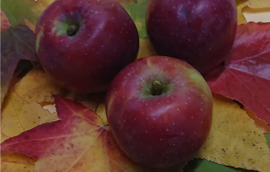 Malus 'Berner Rosenapfel' 