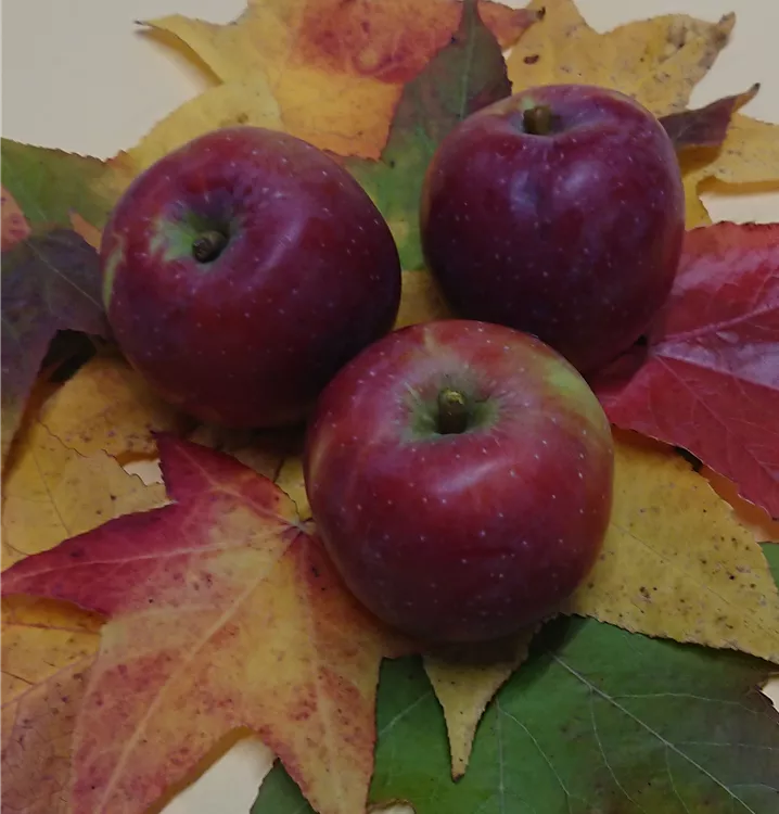 Apfel 'Berner Rosenapfel'