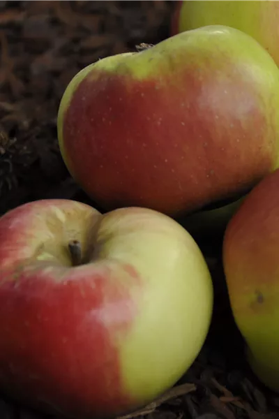 Malus 'Brettacher Gewürzapfel' 