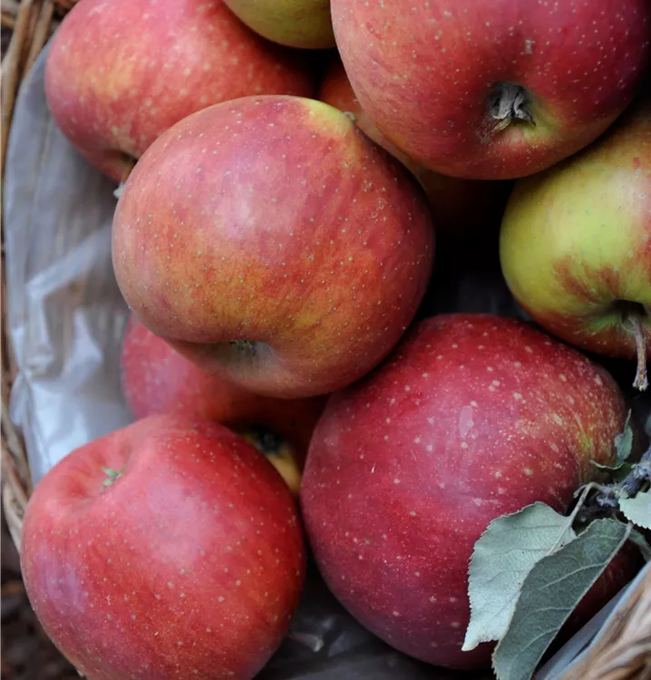 Winterapfel 'Roter Eiserapfel'